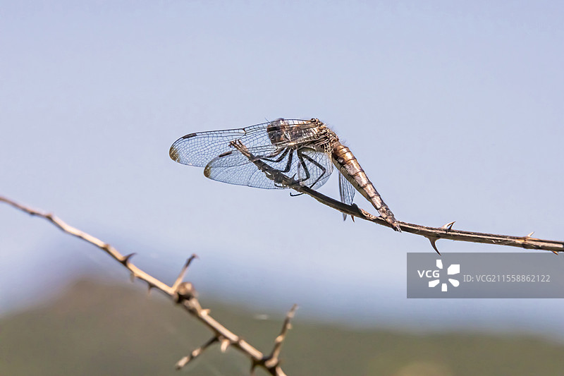 春季在法国瓦尔省海耶尔的Gapeau河岸干枯的荆棘茎上栖息的稀有追蜻蜓（Libellula fulva）图片素材