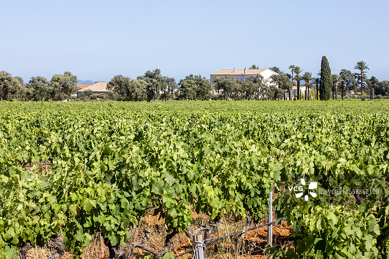 法国拉隆德莱莫尔的巴斯蒂东地区夏季葡萄园风景图片素材