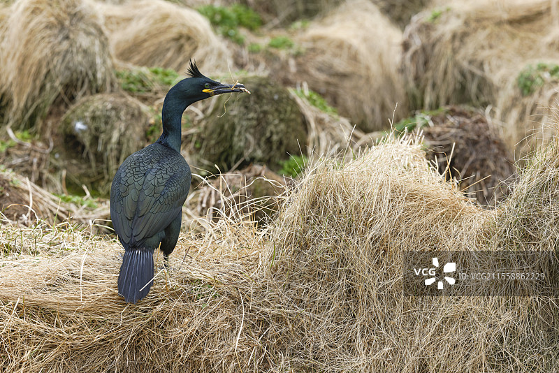 欧洲鸬鹚（Gulosus aristotelis）在岩石上，挪威芬马克省瓦朗热的霍尔诺亚保护区图片素材
