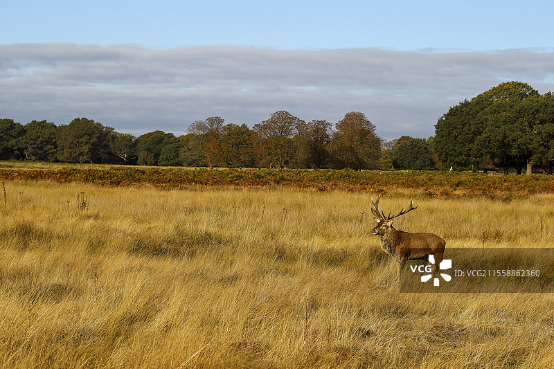 秋季黄草地中的雄性红鹿（Cervus elaphus）在鸣叫季节。图片素材