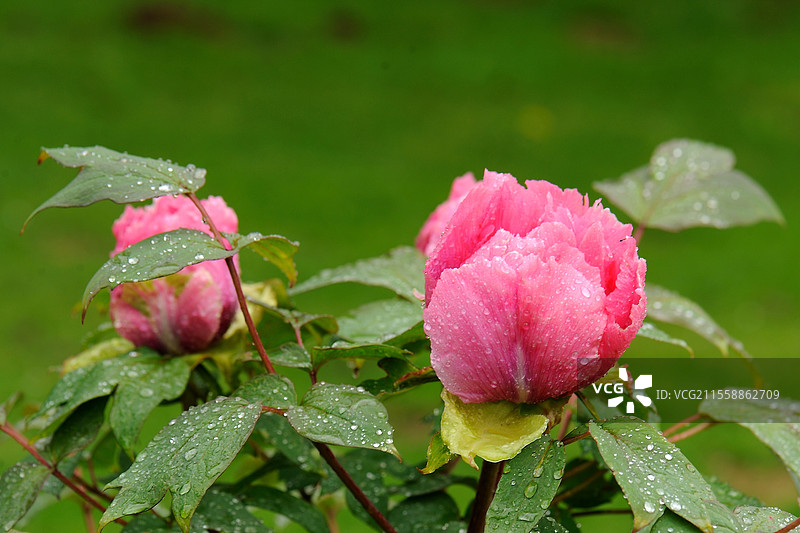 灌木牡丹 伊莎贝尔·里维埃 - 创作 牡丹属 1975年 安托万·里维埃图片素材