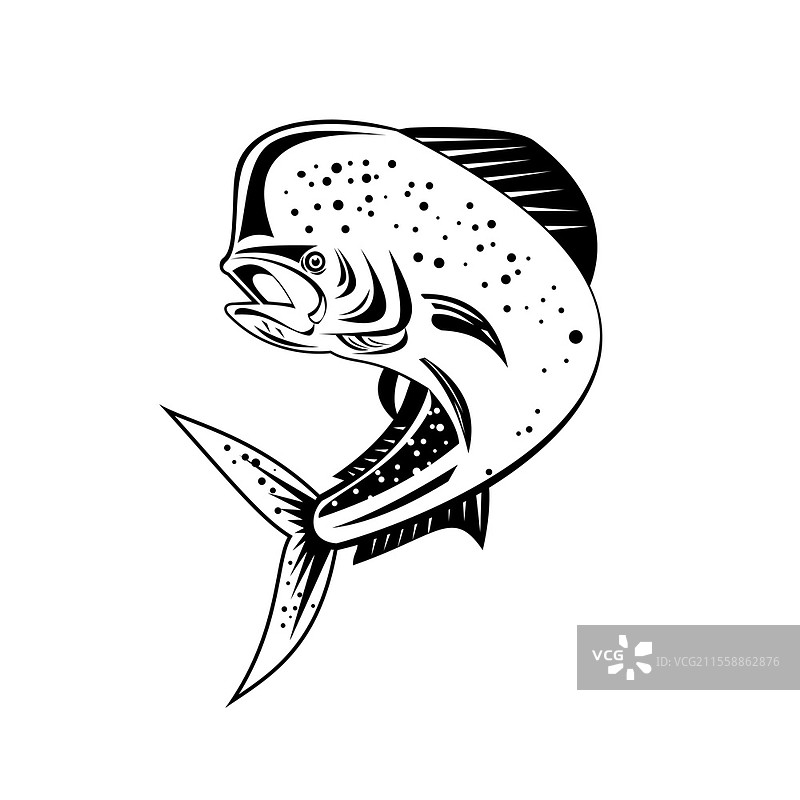 复古风格插图,描绘了马哈马哈鱼(又称金鲳或普通海豚鱼,学名Coryphaena hippurus),这是一种生活在水面上的辐鳍鱼,跃起高高的黑白图像,背景为单色。马哈马哈鱼或普通海豚鱼高高跃起的复古黑白插图。图片素材