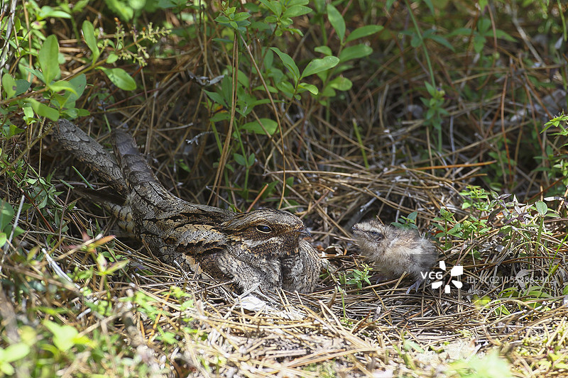 欧洲夜鹰（Caprimulgus europaeus），成年鸟与雏鸟在巢中，法国布列塔尼的佩姆庞-布罗塞利安德森林图片素材