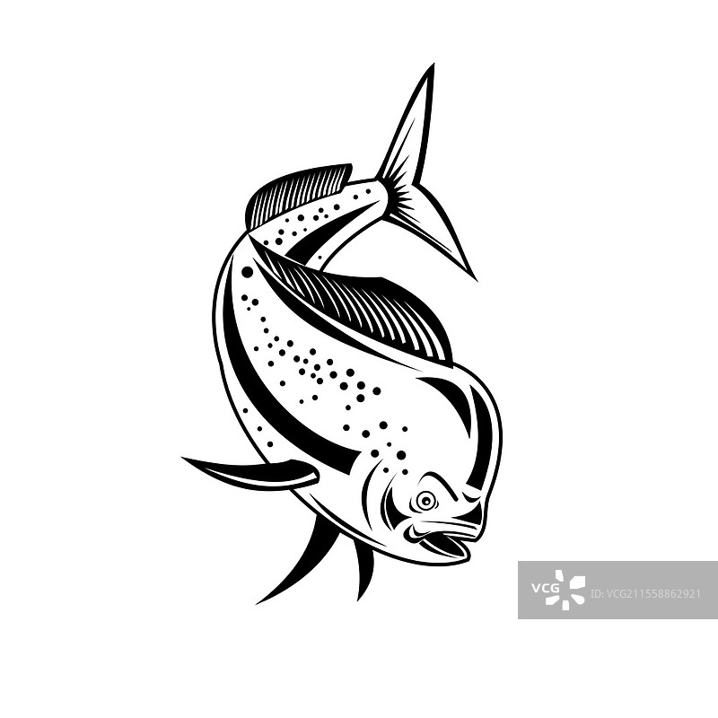 复古风格插图，描绘了一条马鲹（Coryphaena hippurus），一种表层栖息的硬骨鱼，正在潜水，黑白色调，背景为单色。马鲹或普通海豚鱼潜水复古黑白插图。图片素材