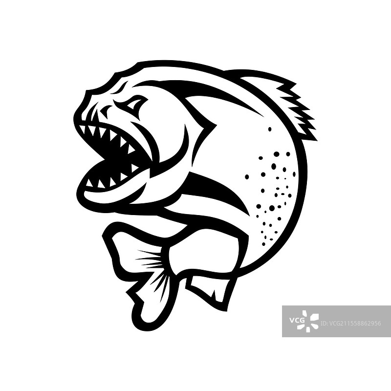 愤怒的食人鱼黑白插图，跳起的食人鱼，背景孤立，复古风格。图片素材