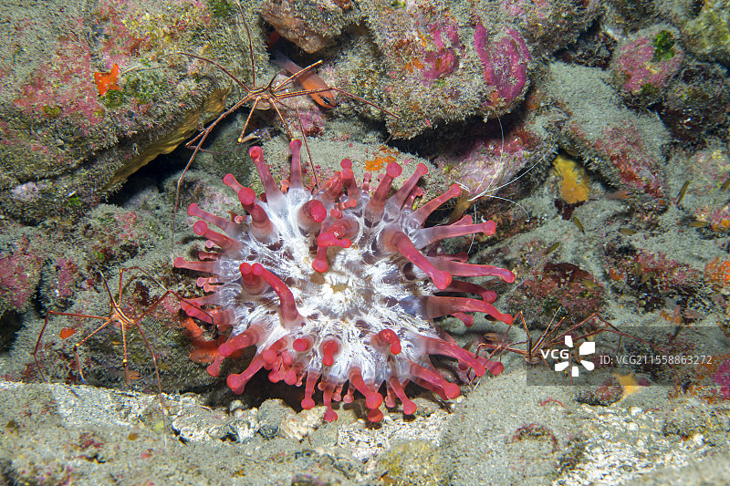 TELMATACTIS 海葵（Telmatactis cricoides）。它的直径可达30厘米，颜色变化非常多样（已记录多达30种不同的颜色模式）。它的触手具有刺痛性。通常伴随一些宿主，例如在这种情况下的蜘蛛蟹（Stenorhynchus lanceolatus）。加那利群岛，特内里费的海洋无脊椎动物。图片素材