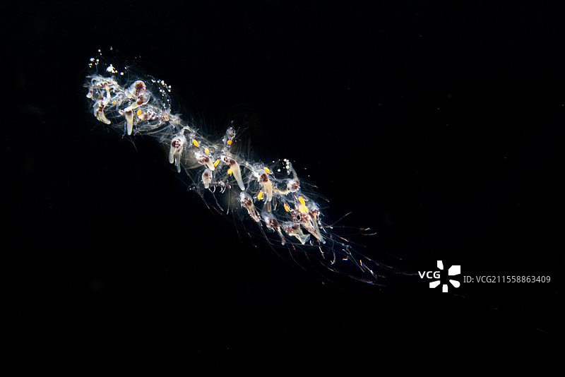 Forskalia tholoides。是一种浮游生物，属于浮游生物群。它随海洋洋流漂流，春季常见。加那利群岛的海洋无脊椎动物。图片素材