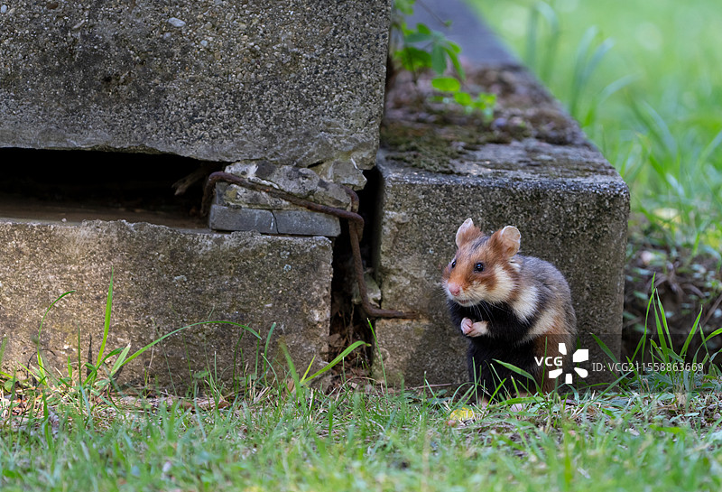 欧洲仓鼠（Cricetus cricetus）站在墓碑上，奥地利图片素材
