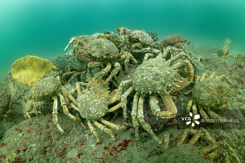 大西洋蜘蛛蟹（Maja brachydactyla）在海床上，法国奥莱龙岛，大西洋图片素材