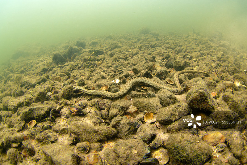 毒蛇（Natrix maura）在法国库菲市捕猎，静静等待鱼的经过以便进食。图片素材