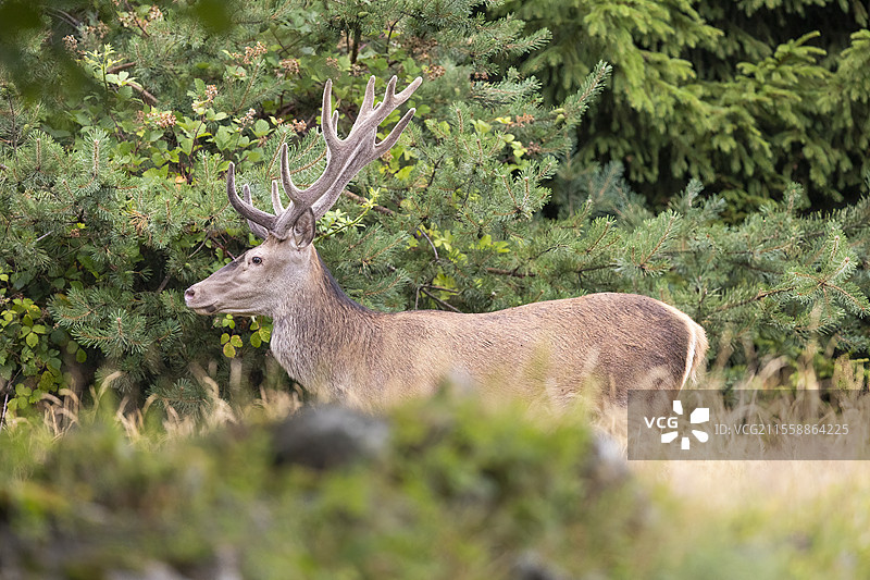 红鹿（Cervus elaphus）雄鹿在茸角期，站立在法国阿尔萨斯的沃日山脉。图片素材