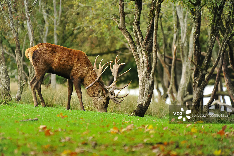 红鹿（Cervus elaphus）在秋季剥皮季节觅食图片素材