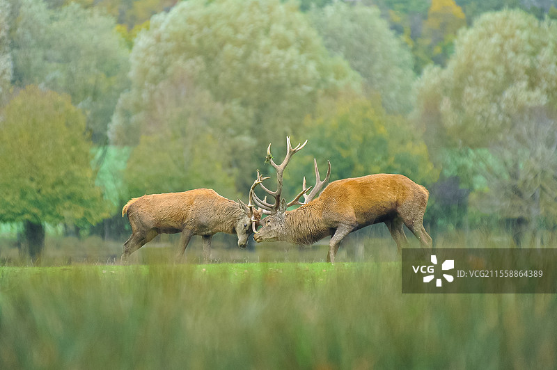 红鹿（Cervus elaphus）在秋季季节打斗图片素材