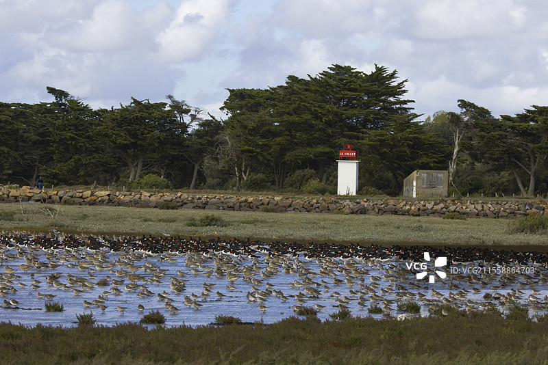 牡蛎捕鸟、黑腹矶鹬、滨鹬、沙鸥和红结鸟，布尔涅夫湾，科莱港，卢瓦尔河大区，法国图片素材