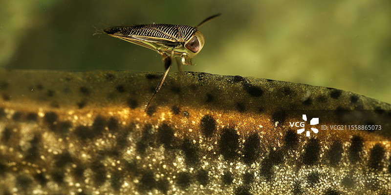 水船虫（Corixidae属）在北冠蜥（Triturus cristatus）的尾部，位于法国洛尔-谢尔省的库菲市的池塘中图片素材