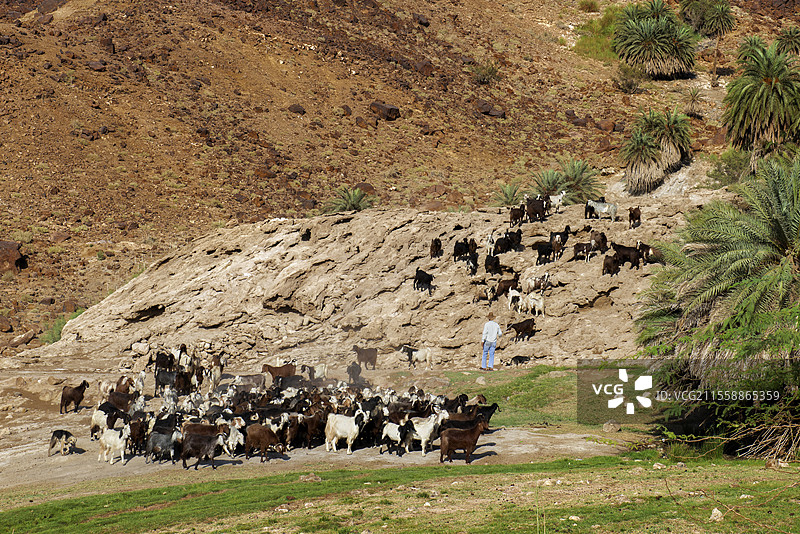 一群山羊（未识别种类）。达纳自然保护区（生物圈保护区）。约旦西中部。图片素材