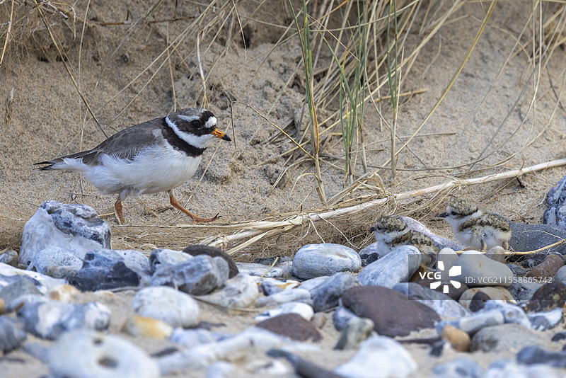 普通环颈鸻（Charadrius hiaticula）及其春季的雏鸟，法国奥帕尔海岸图片素材