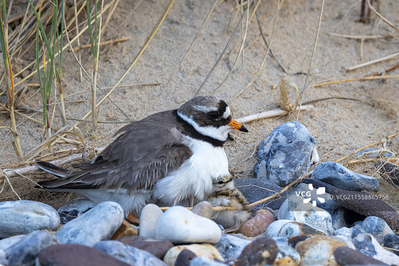 普通环颈鸻（Charadrius hiaticula）及其春季的雏鸟，法国奥帕尔海岸图片素材