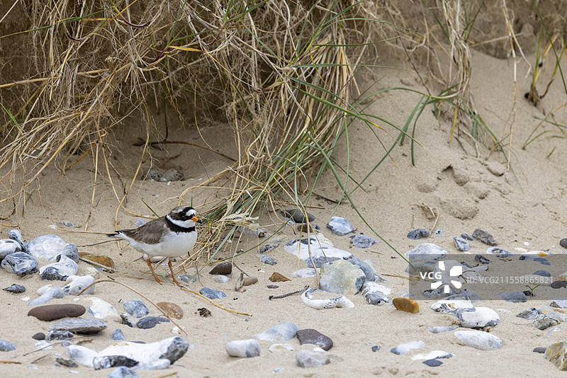 春季在法国加来海峡，普通环颈鸻（Charadrius hiaticula）在巢穴前。图片素材