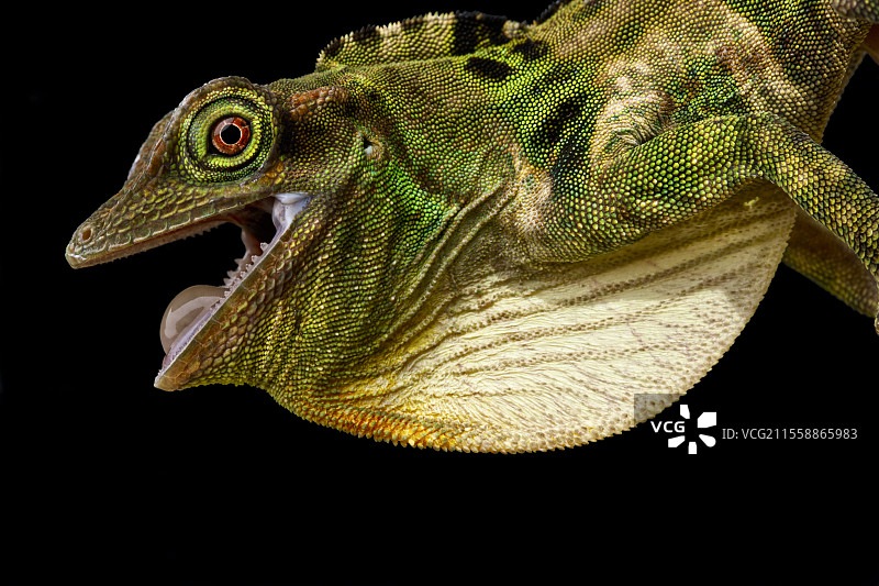 弗雷泽变色龙 (Anolis fraseri)图片素材