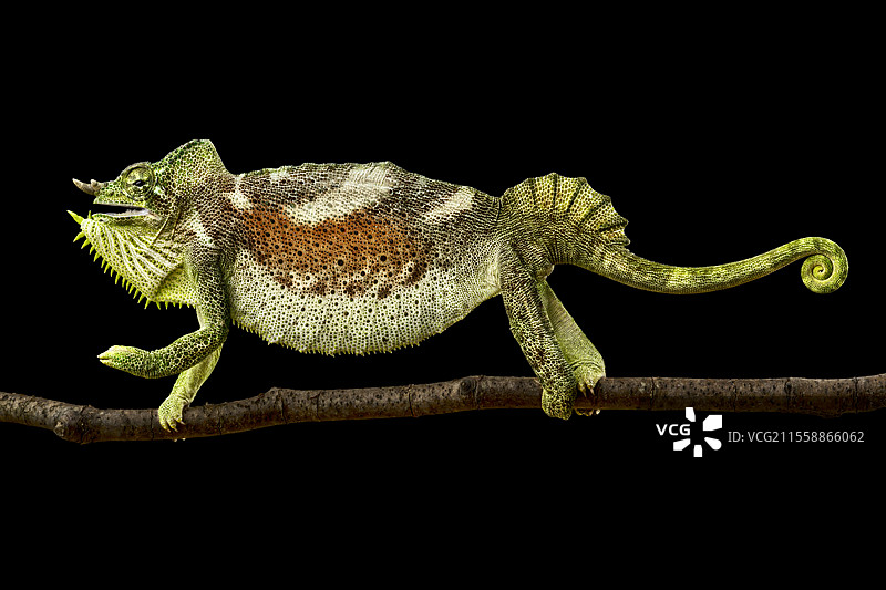 四角变色龙 (Trioceros quadricornis)图片素材