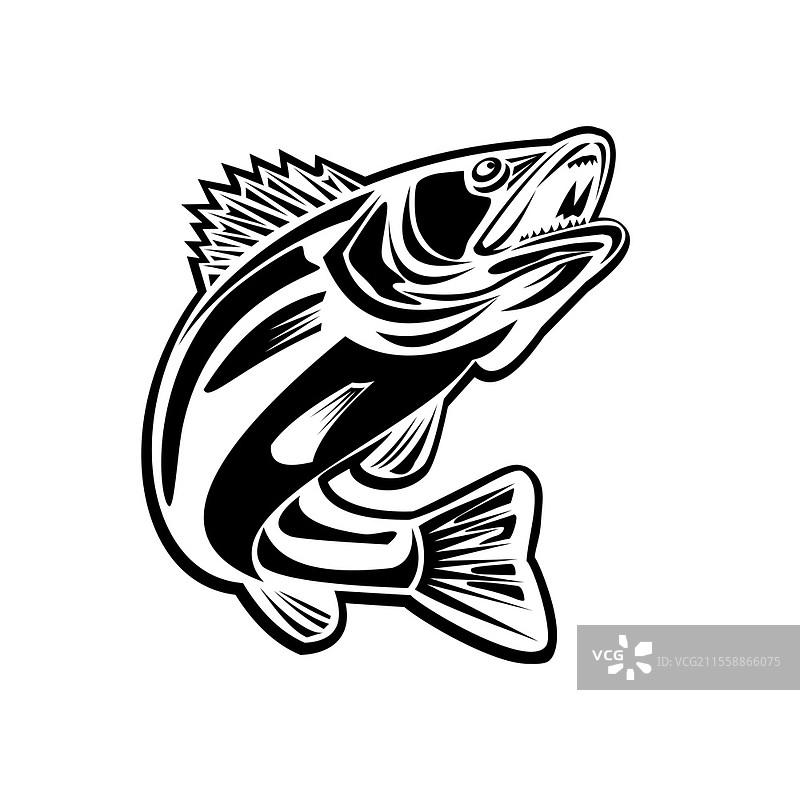 黑白插图，侧面视角的巴拉蒙迪鱼（或亚洲海鲈鱼，或称Lates calcarifer）跃起，采用复古风格，金色黄铜色调。巴拉蒙迪鱼跃起复古黑白插图。图片素材