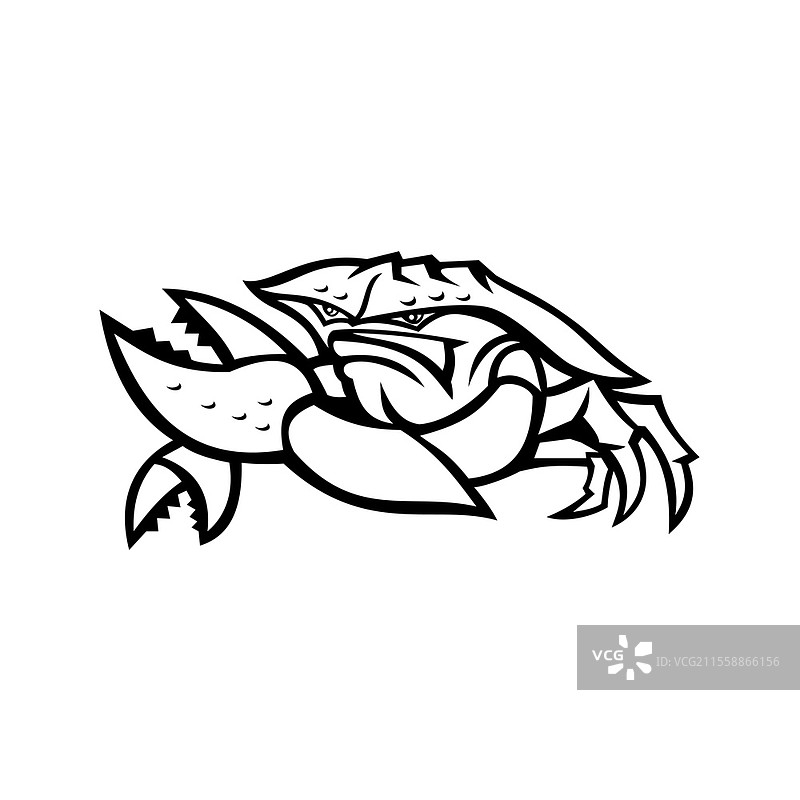黑白色的愤怒红色帝王蟹吉祥物插图，正面视角，背景为孤立的复古风格，展示了这种厚外骨骼的十足目甲壳类动物的钳子。愤怒的红色帝王蟹吉祥物黑白版。图片素材