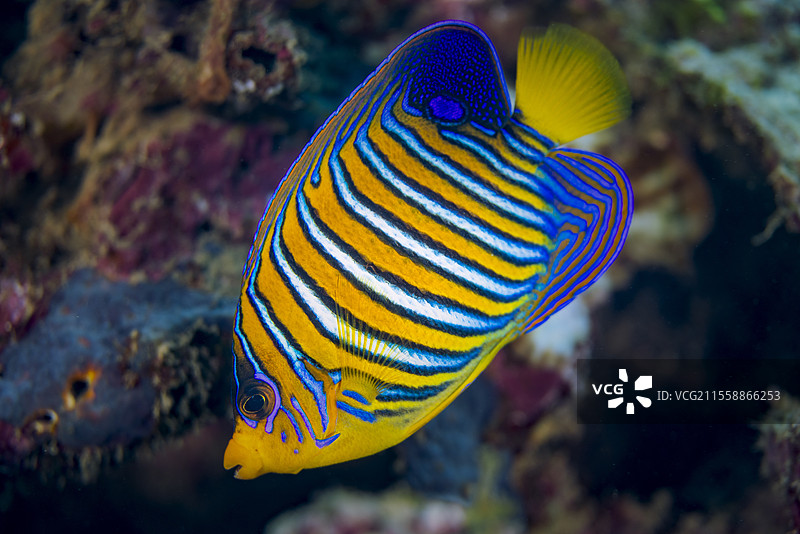 皇家天使鱼（Pygoplites diacanthus）在礁石上，马约特的龙戈里通道图片素材