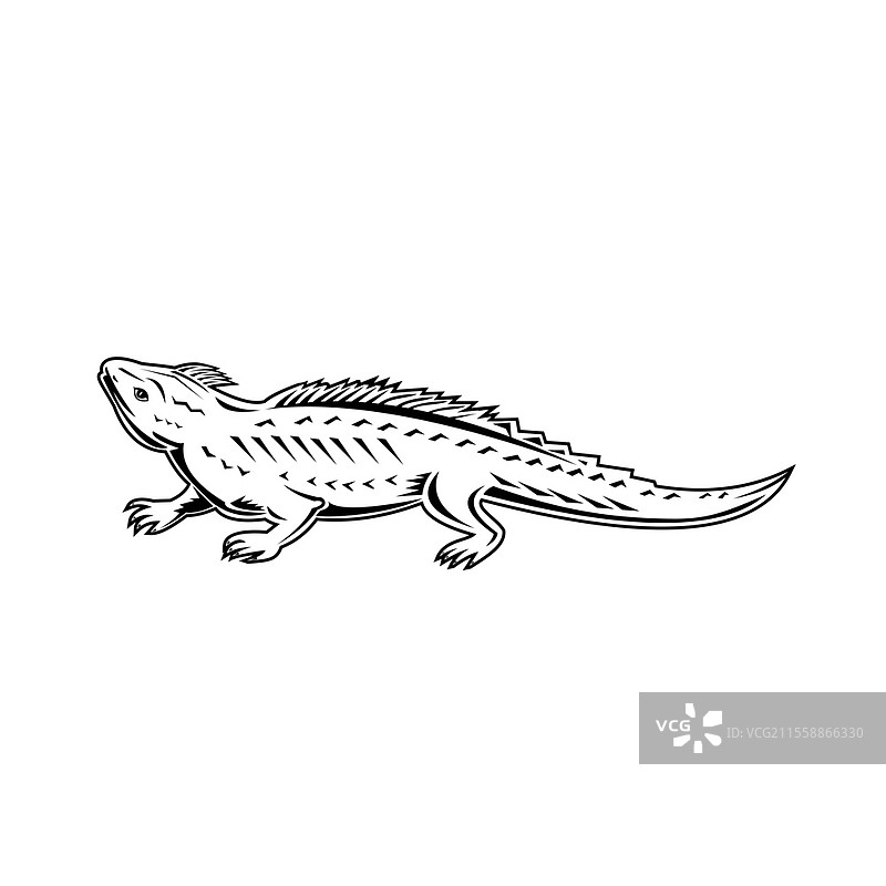 复古黑白风格插图,展示了新西兰特有的北方图瓦塔拉,这是一种类似蜥蜴的爬行动物,但属于独特的脊椎动物谱系Rhynchocephalia,侧面视图,背景为孤立。北方图瓦塔拉(Sphenodon Punctatus)或兄弟岛图瓦塔拉侧面视图复古黑白。图片素材