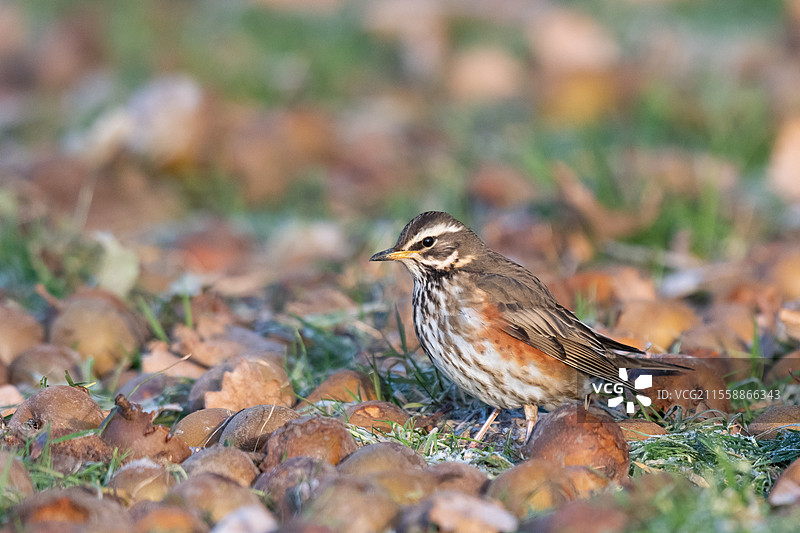 红翅鸫（Turdus iliacus）在冬季的果园里觅食苹果和梨，地点位于法国诺曼底的卡尔瓦多斯。图片素材