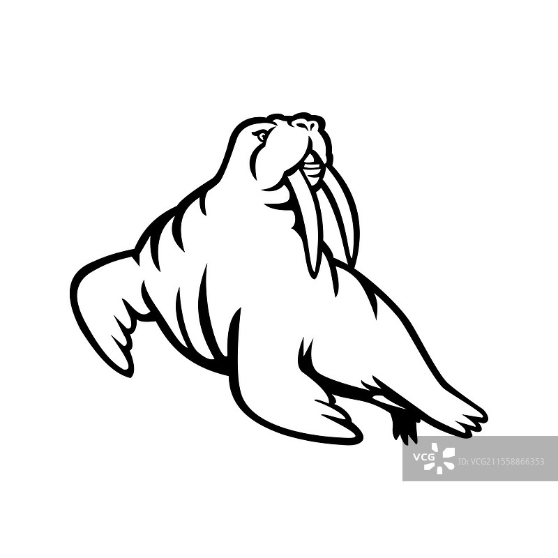黑白色的吉祥物插图，描绘了一只雄性有胡子的长獠牙大西洋或太平洋海象，这是一种大型鳍肢海洋哺乳动物，侧面视图，背景为孤立的复古风格。长獠牙大西洋或太平洋海象吉祥物黑白色。图片素材