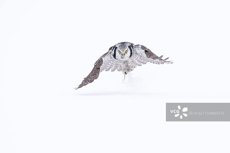 北方苍鹰（Surnia ulula）在芬兰库萨莫地区冬季飞行中捕猎图片素材