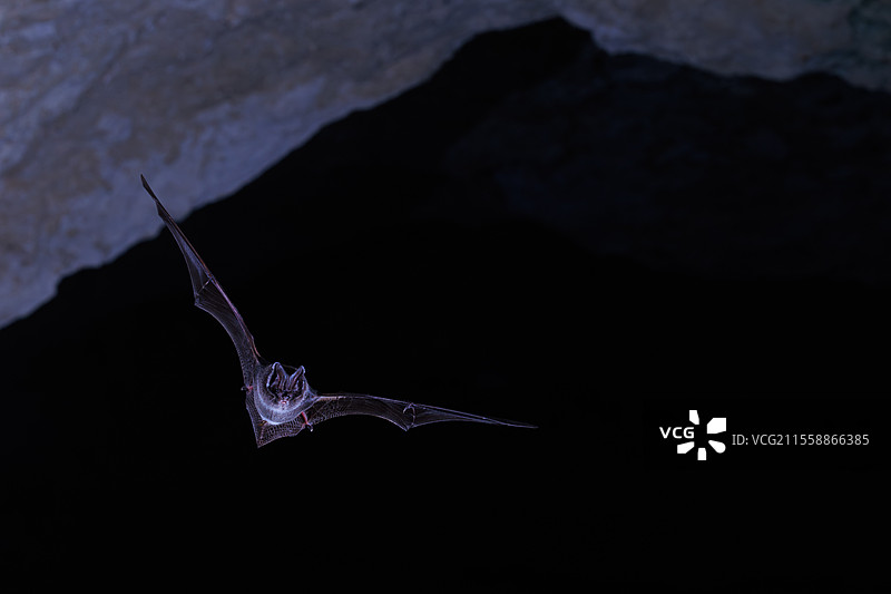 西方巴巴斯特尔蝙蝠（Barbastella barbastellus）从洞穴中出现。法国诺曼底卡尔瓦多斯。图片素材