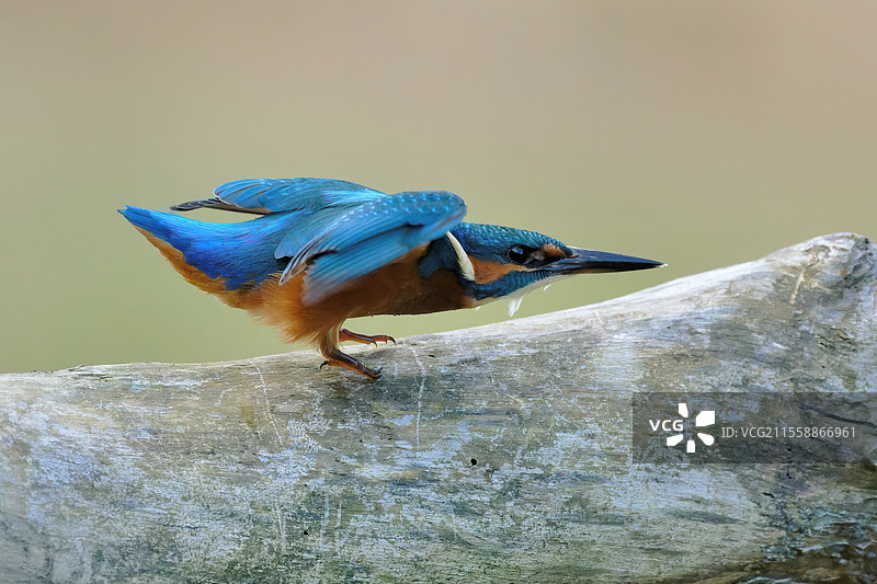 欧洲翠鸟（Alcedo atthis）栖息在树桩上，法国尼夫尔，卢瓦尔河谷图片素材