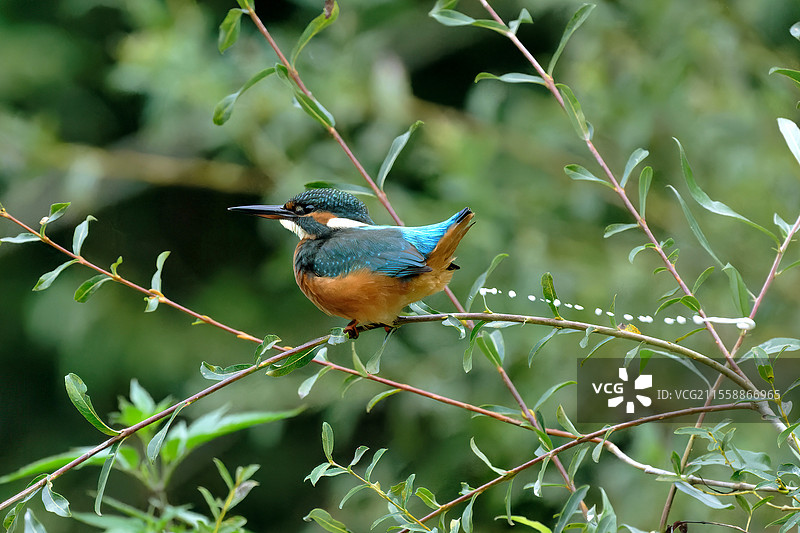 欧洲翠鸟（Alcedo atthis）在法国尼夫尔省普伊地区的柳树枝上清理粪便图片素材