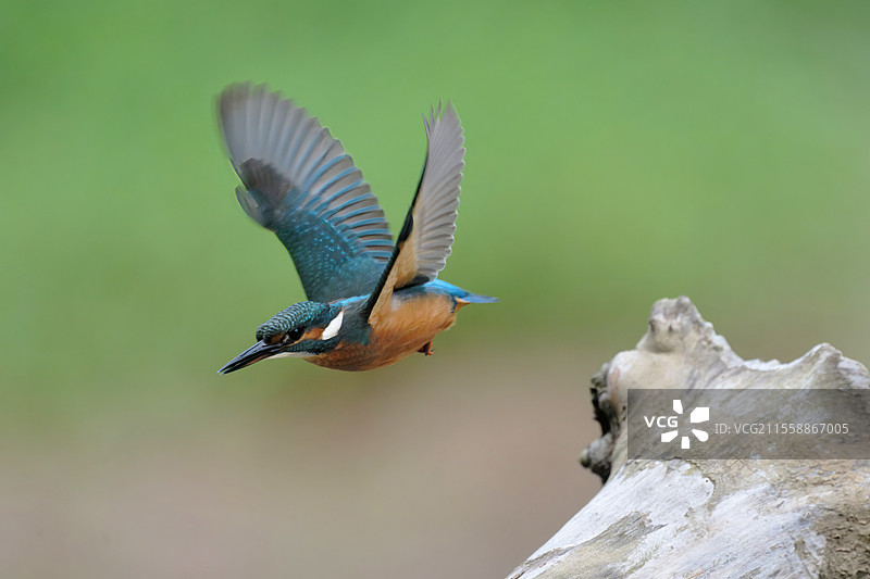 欧洲翠鸟（Alcedo atthis）从树桩上飞起，法国尼夫尔省普伊耶尔-吕瓦尔地区图片素材