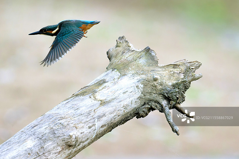 欧洲翠鸟（Alcedo atthis）从树桩上飞起，位于法国尼埃夫尔的普伊。图片素材