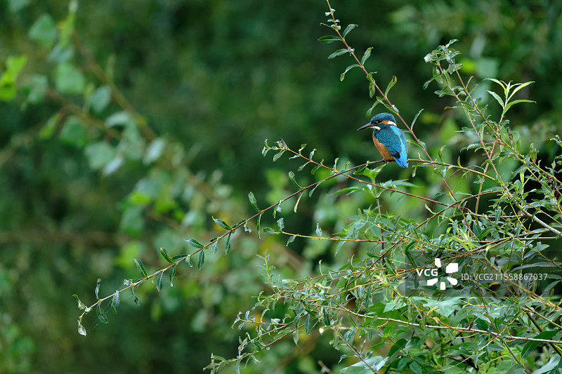 欧洲翠鸟（Alcedo atthis）在法国尼夫尔省普伊伊附近的卢瓦尔河一条支流的树枝上观察池塘。图片素材