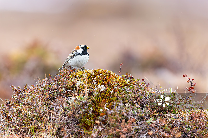 拉普兰长趾鹀（Calcarius lapponicus）成年雄性在挪威瓦朗厄尔苔原的繁殖地穿着繁殖羽毛。图片素材