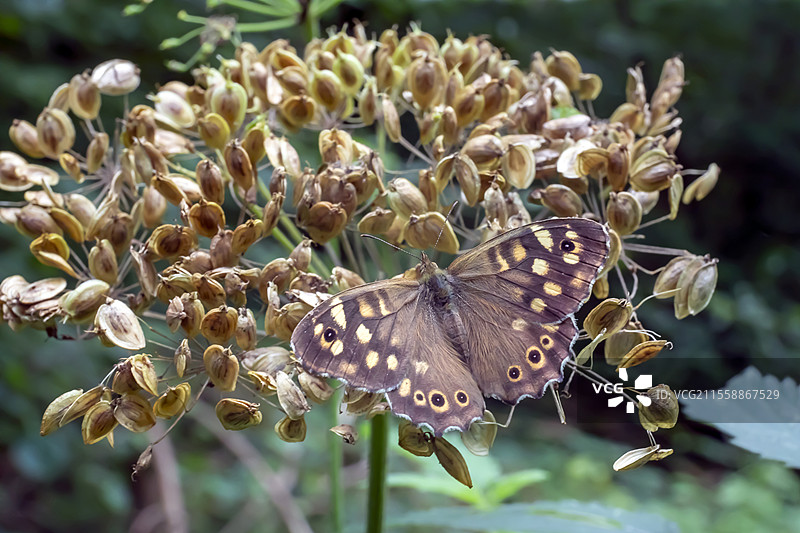 夏季在法国洛林图尔附近的女王森林小径上，干燥花序上的斑点木蝴蝶（Pararge aegeria tircis）图片素材