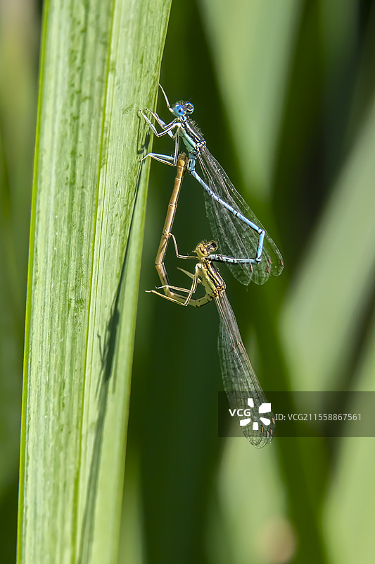 白腿豆娘（Platycnemis pennipes），一对在夏季倒心形姿势依附在叶子上，位于法国洛林地区格里斯库尔特附近的埃施溪边图片素材