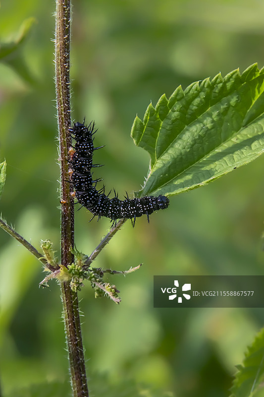 夏季在法国洛林的埃施谷，荨麻上的卡姆伯韦尔美丽蛹（Aglais io）幼虫图片素材