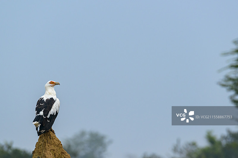 棕榈坚果秃鹫（Gypohierax angolensis）。奥扎拉-科库阿国家公园。库韦特-西部地区。刚果共和国图片素材