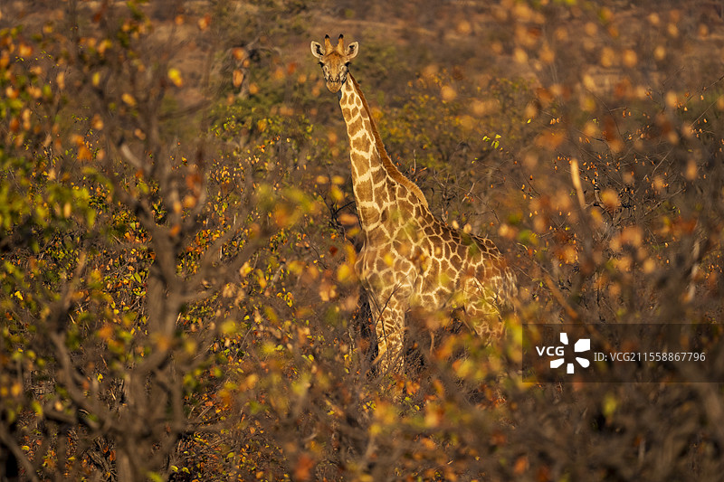 南非长颈鹿或开普长颈鹿（Giraffa giraffa）或（Giraffa camelopardalis giraffa）。马沙图游戏保护区。北图利游戏保护区。博茨瓦纳。图片素材