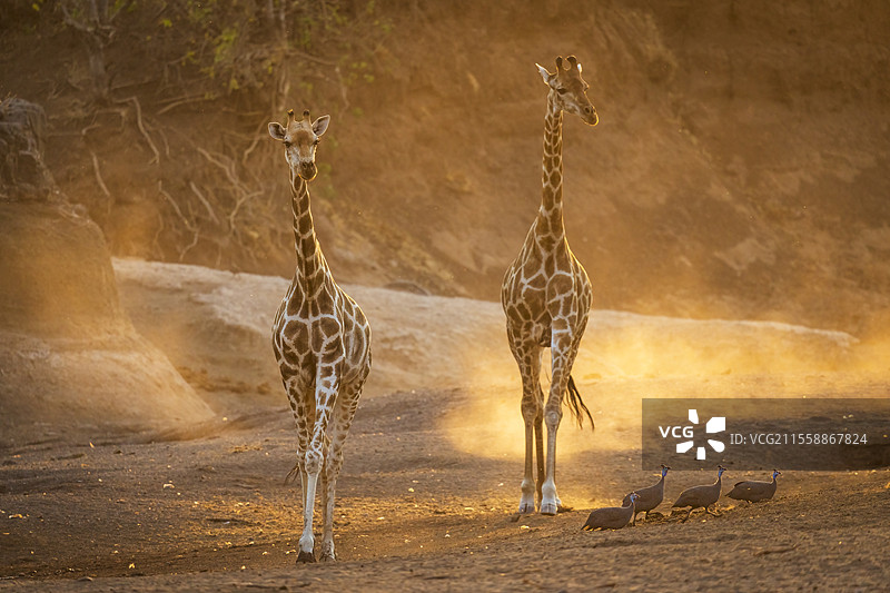 南非长颈鹿或开普长颈鹿(Giraffa giraffa)或(Giraffa camelopardalis giraffa)。马沙图游戏保护区。北图利游戏保护区。博茨瓦纳。图片素材
