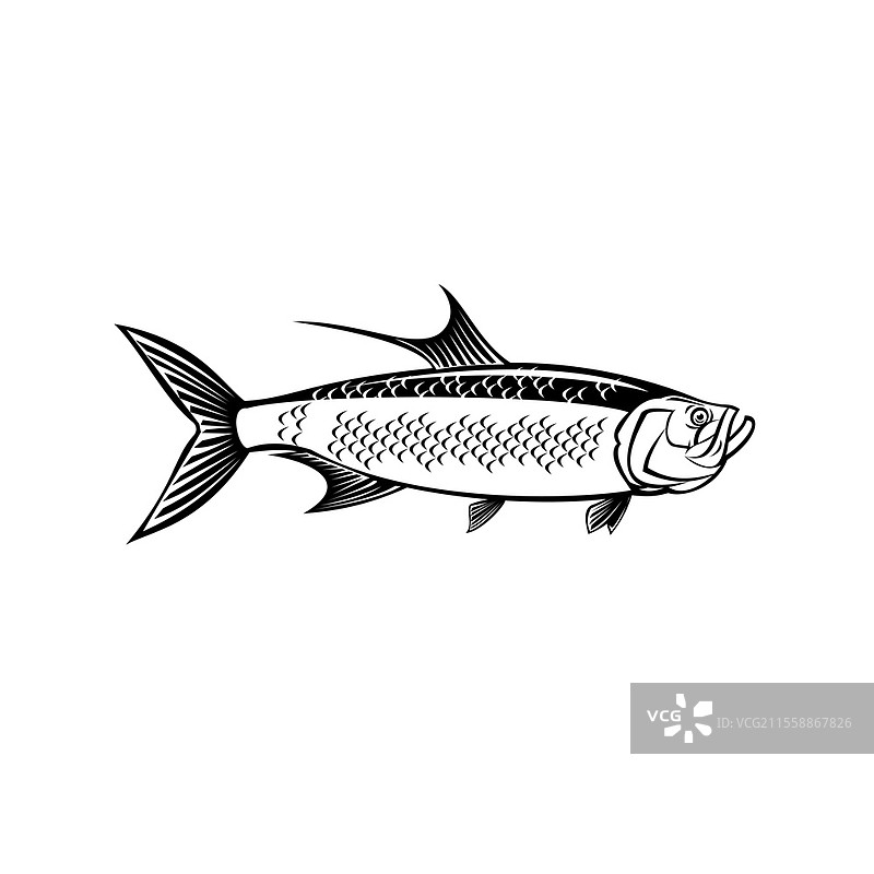 复古风格插图，描绘了大西洋鲹（Megalops atlanticus），也称为银王（Silver King），侧面视图，背景为黑白色。图片素材