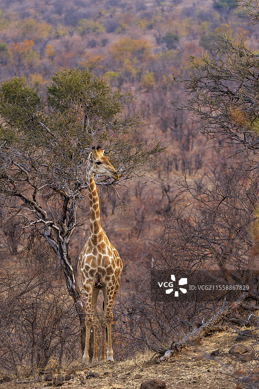 南非长颈鹿或开普长颈鹿(Giraffa giraffa)或(Giraffa camelopardalis giraffa)。马沙图游戏保护区。北图利游戏保护区。博茨瓦纳。图片素材