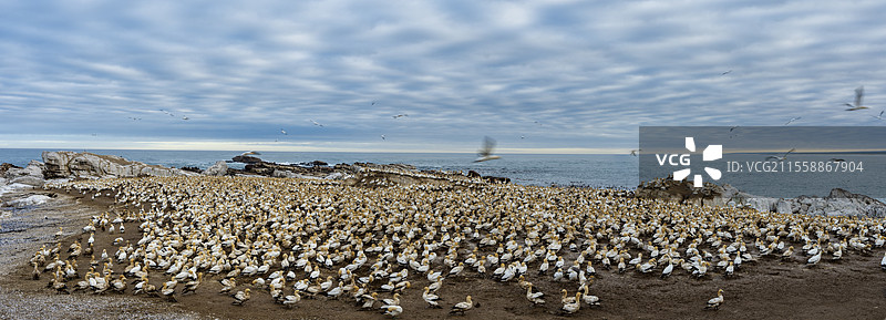 南非西开普省兰伯特湾鸟岛的成年海鸥（Morus capensis）群落，飞翔中的鸟。图片素材