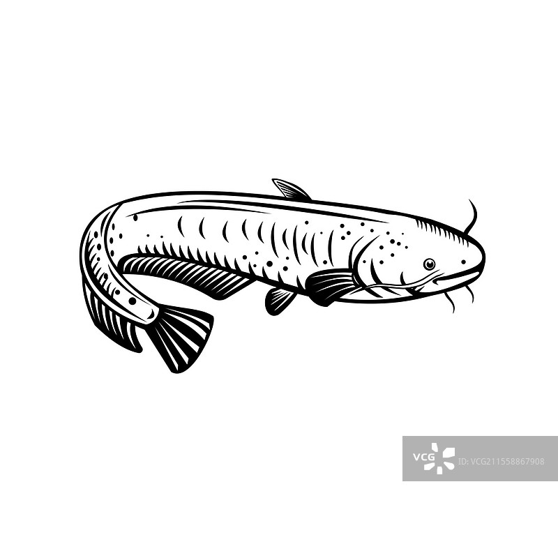 复古木刻风格插图，描绘了日本琵琶湖特有的大型捕食性鲶鱼——琵琶湖鲶鱼（Silurus biwaensis），背景为黑白色。图片素材
