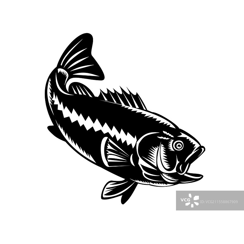黑白复古木刻风格的大口黑鲈（Micropterus salmoides）插图，作为一种黑鲈鱼和肉食性淡水游戏鱼，正在潜水。图片素材